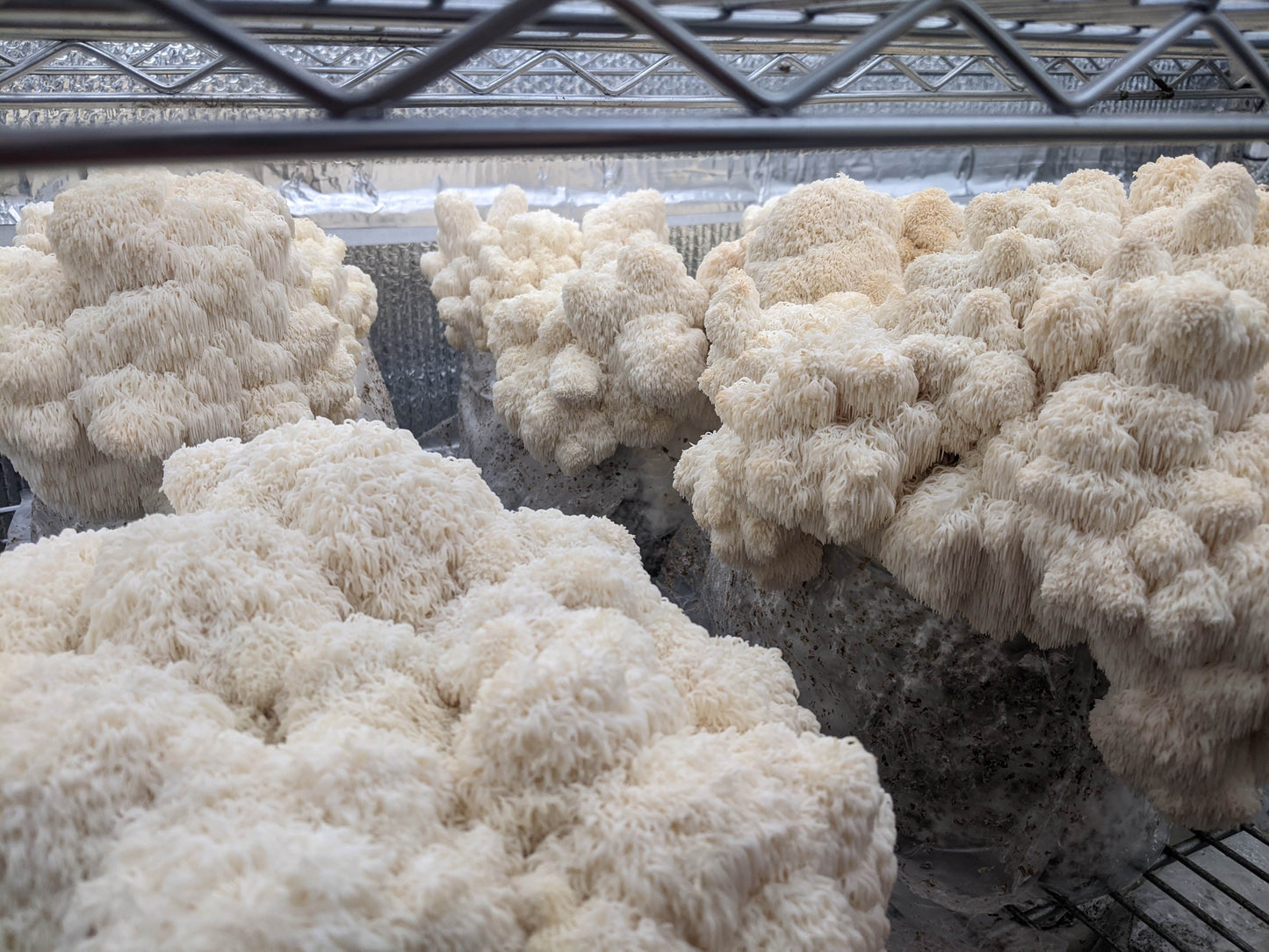 Lion's Mane Dual Extract